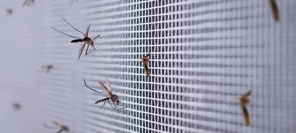 Busting Mosquito Myths
