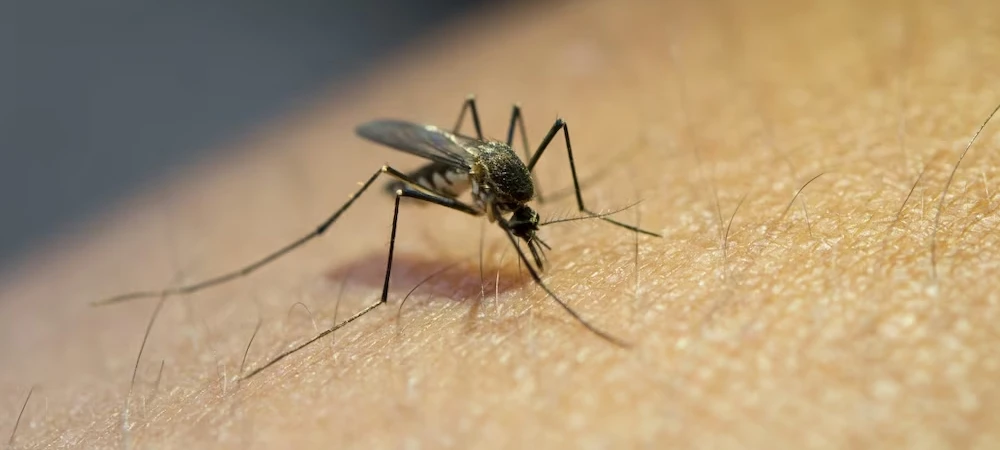 The Buzz About Mosquitoes